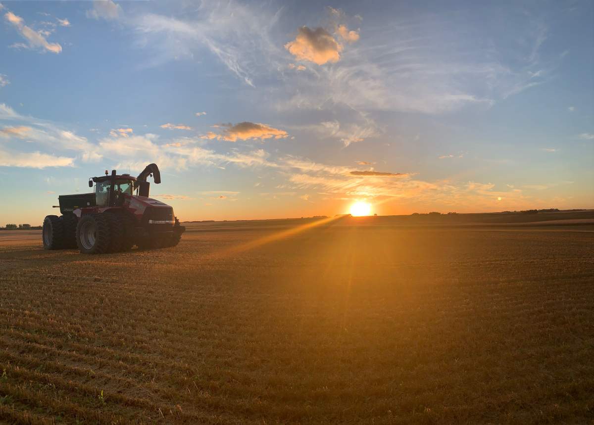 Warmer weather helps Manitoba farmers catch up on harvest, wheat crops exceed expectations - image