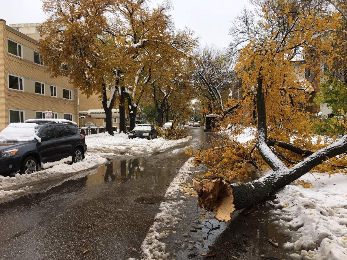 Trees down on Rosyln Road in Winnipeg after the October 2019 storm.