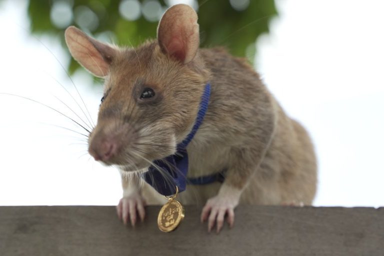 Magawa, an African giant pouched rat, is shown with its PDSA gold medal for bravery.