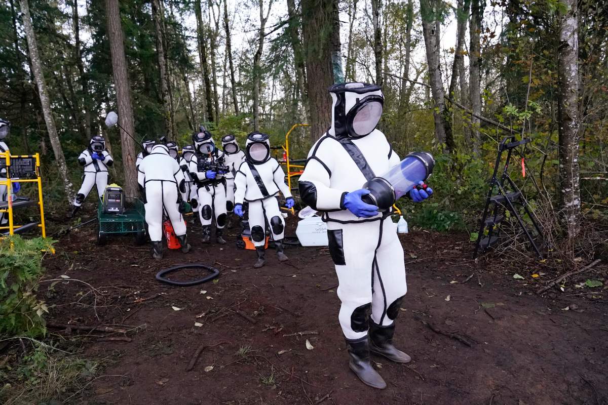 Sven Spichiger, Washington State Department of Agriculture managing entomologist, walks with a canister of Asian giant hornets vacuumed from a nest in a tree behind him Saturday, Oct. 24, 2020, in Blaine, Wash. 