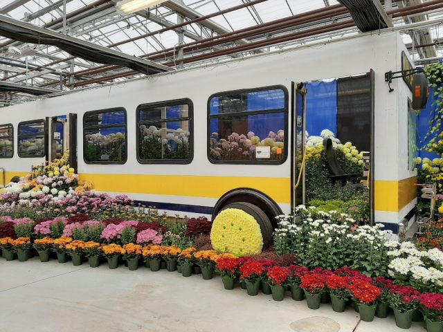 The city, for the second straight year, will offer free admission to Hamilton's Mum Show at Gage Park.