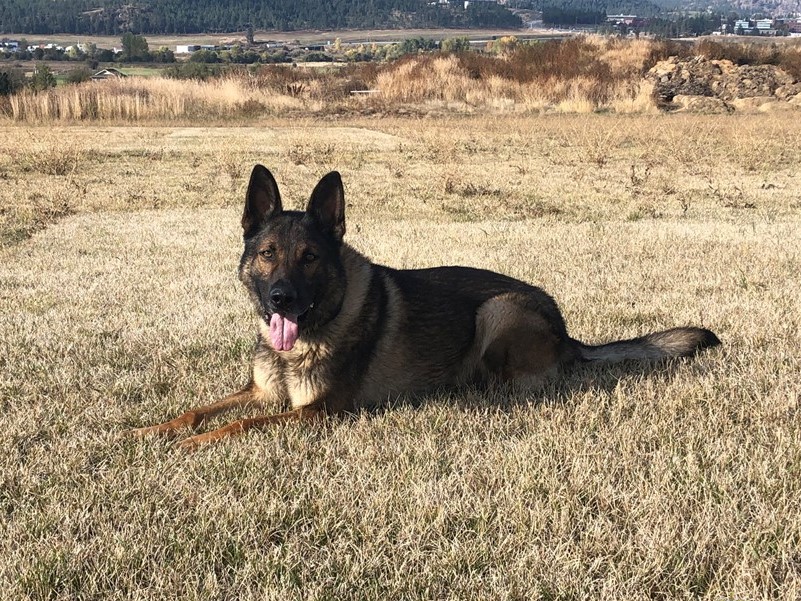 A photo of Kelowna Police Service Dog Fitz.