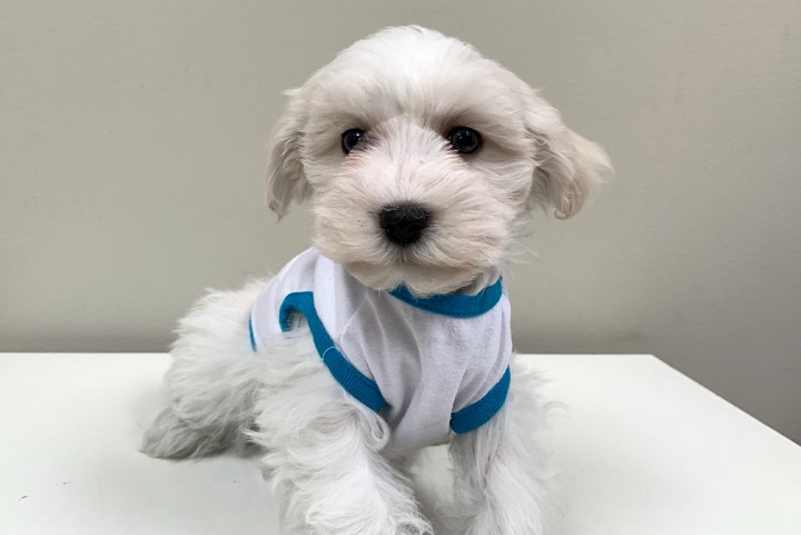 An undated photo of the puppy police allege was stolen.