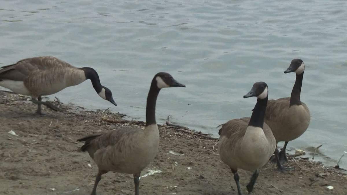 Egg addling involves shaking geese eggs or coating them with corn oil within 14 days of incubation to make them non-viable.