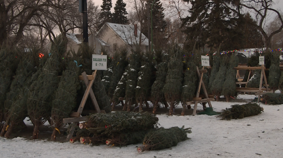 The trees available for pre-order at the Winnipeg 67th Scout Group tree lot.