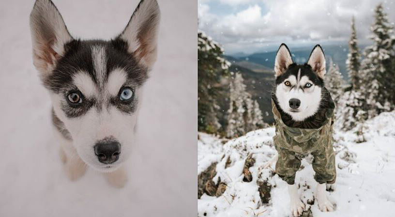 Originally named Amka, Fiction was one of the 17 husky puppies that was surrendered on Christmas Eve in 2019.