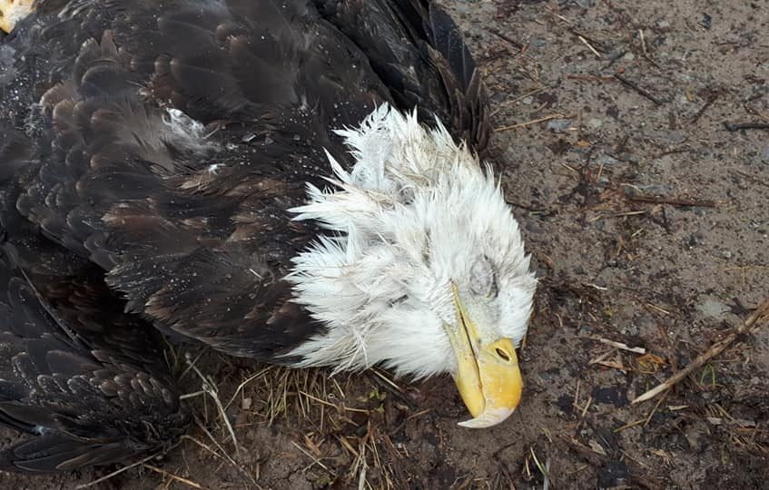 This bald eagle which was found injured east of Peterborough in late November.