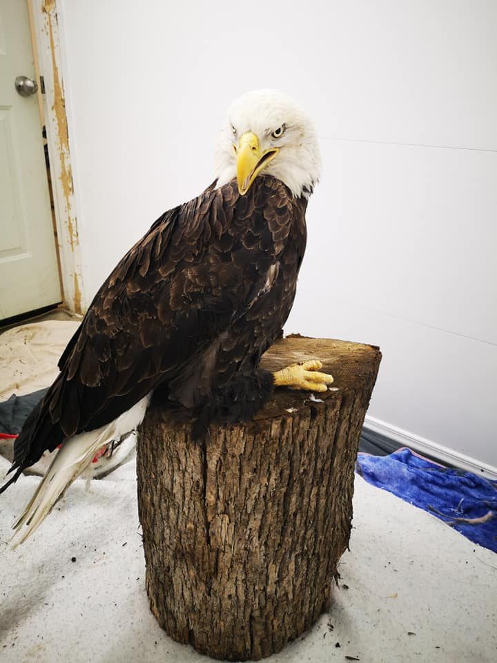 Within a day the eagle was standing, said officials at Sandy Pines Wildlife Centre
