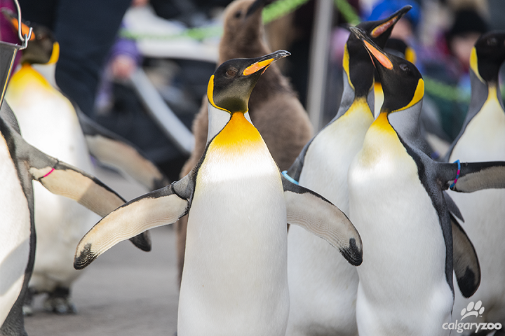 The penguin walk at the Calgary zoo.