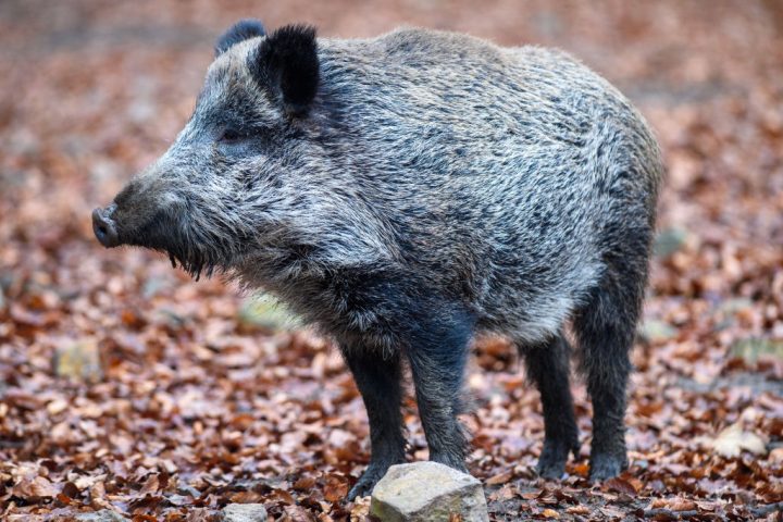 A wild boar is shown in this Nov. 17, 2020 file photo.
