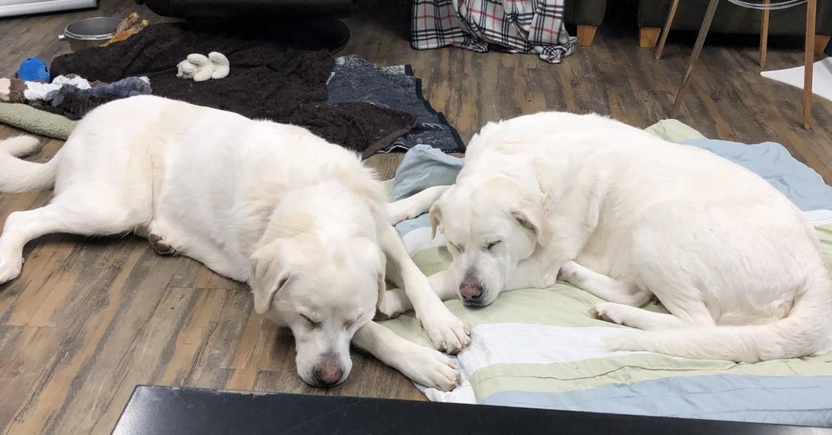 Captain and Maria, seen here resting comfortably while in foster care.
