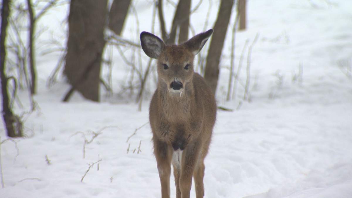 No deer in Longueuil's Michel-Chartrand Park have been relocated.