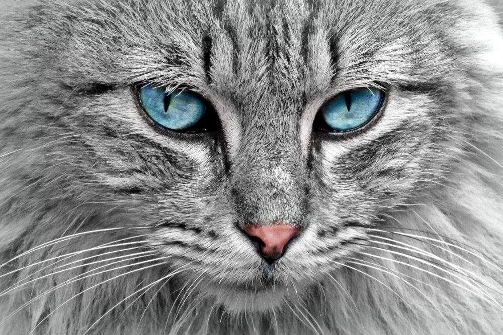 A cat is shown in this file photo.