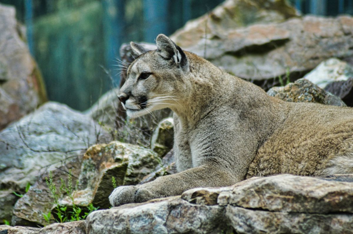 Cougars are a regular feature of B.C.'s forested areas and sightings are not uncommon.