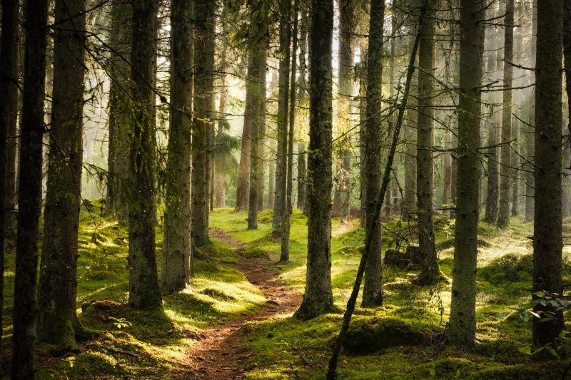 Alberta's United Conservatives passed the Forest Act late last year and it is to come into effect May 1.