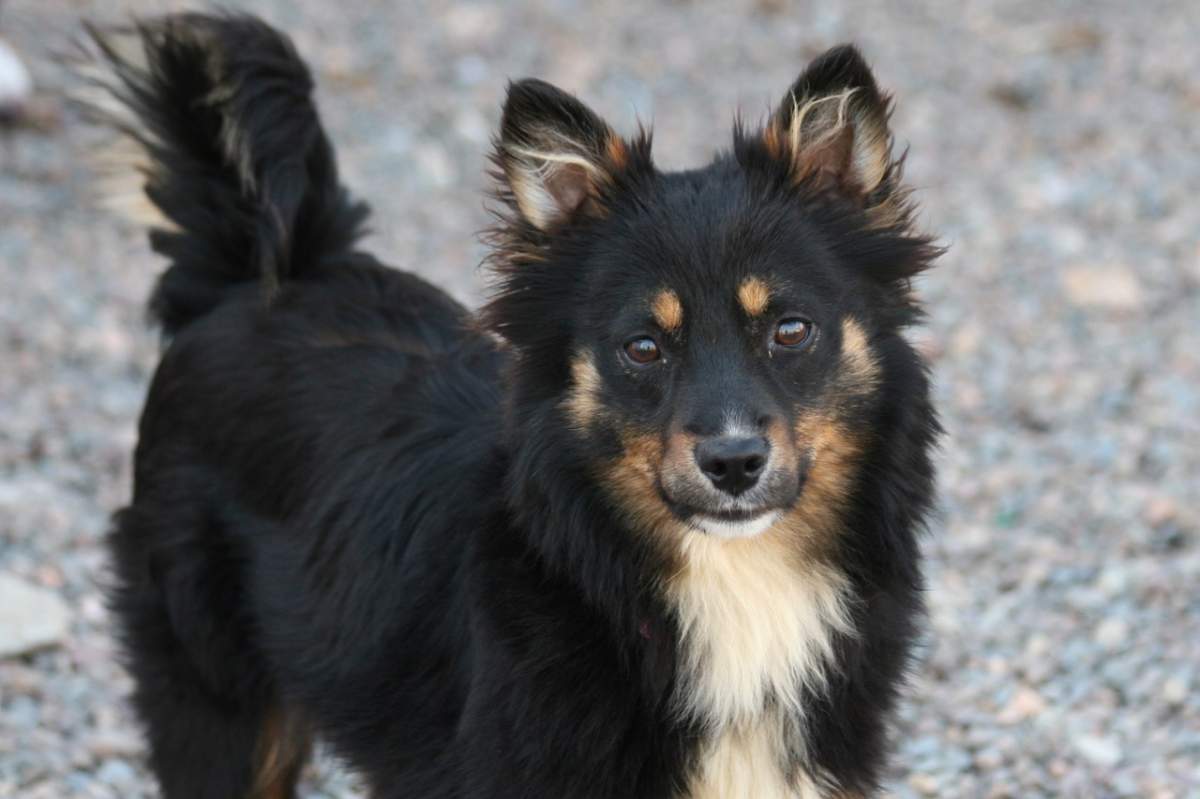 One of the 77 puppies and dogs that were surrendered to the Nova Scotia SPCA recently.