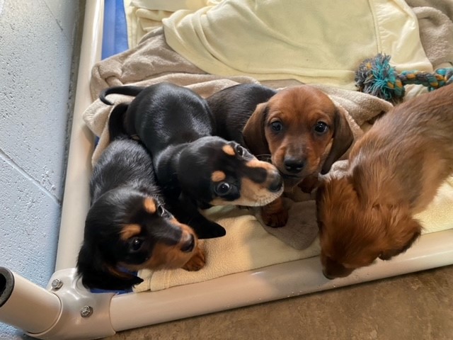 Some of the puppies seized by the BC SPCA.