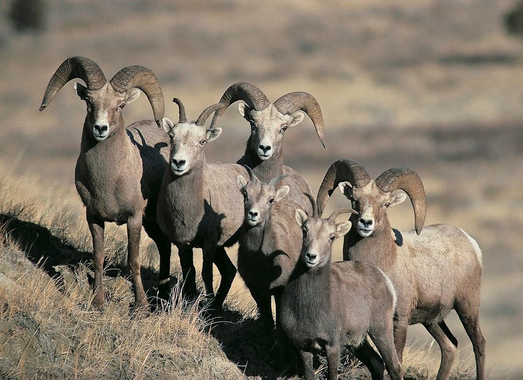 A file photo of bighorn sheep.