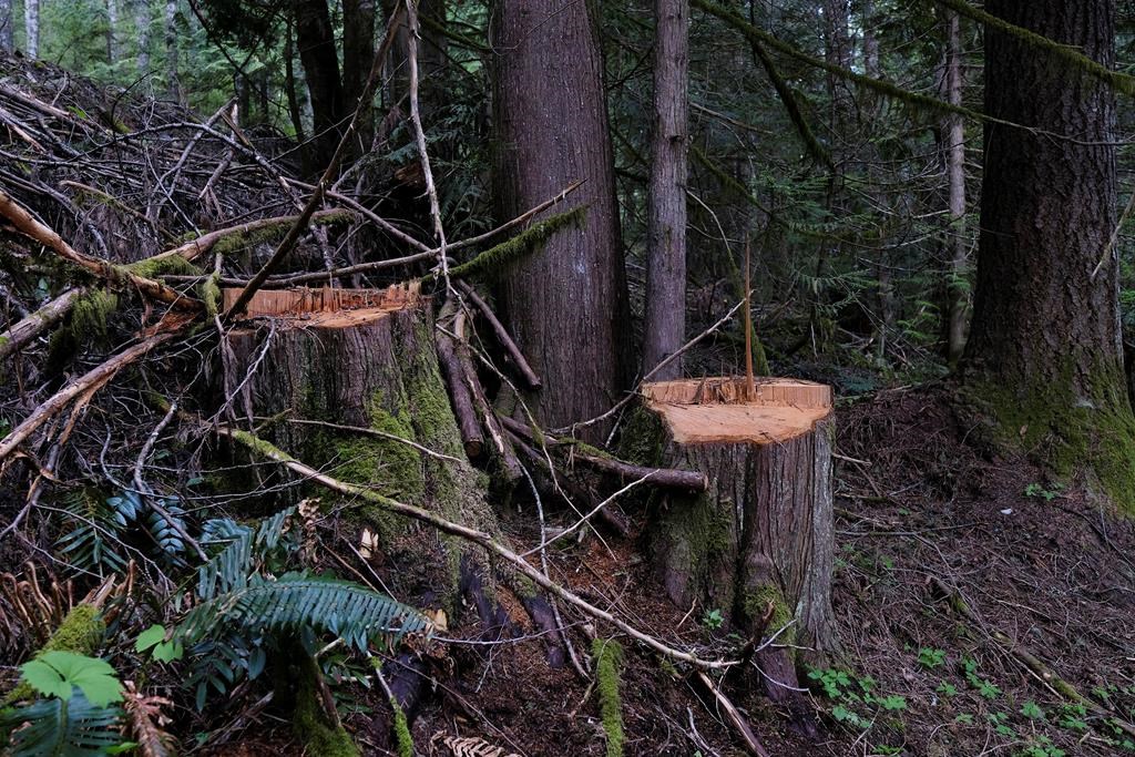 Poached trees that were taken recently on Vancouver Island in the Mount Prevost area near Cowichan, B.C. are shown on Sunday, May 10, 2021. Big trees, small trees, dead trees, softwoods and hardwoods have all become valuable targets of tree poachers in British Columbia as timber prices hit record levels. THE CANADIAN PRESS/Jen Osborne. 