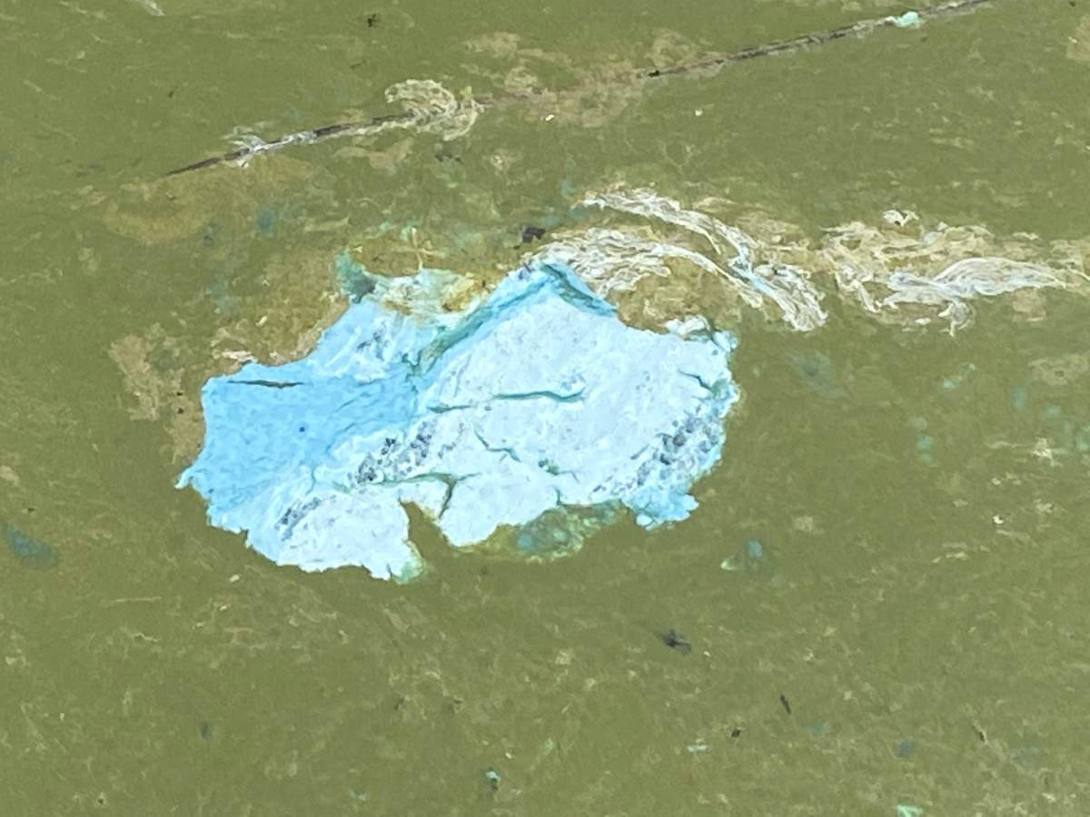 Algae bloom