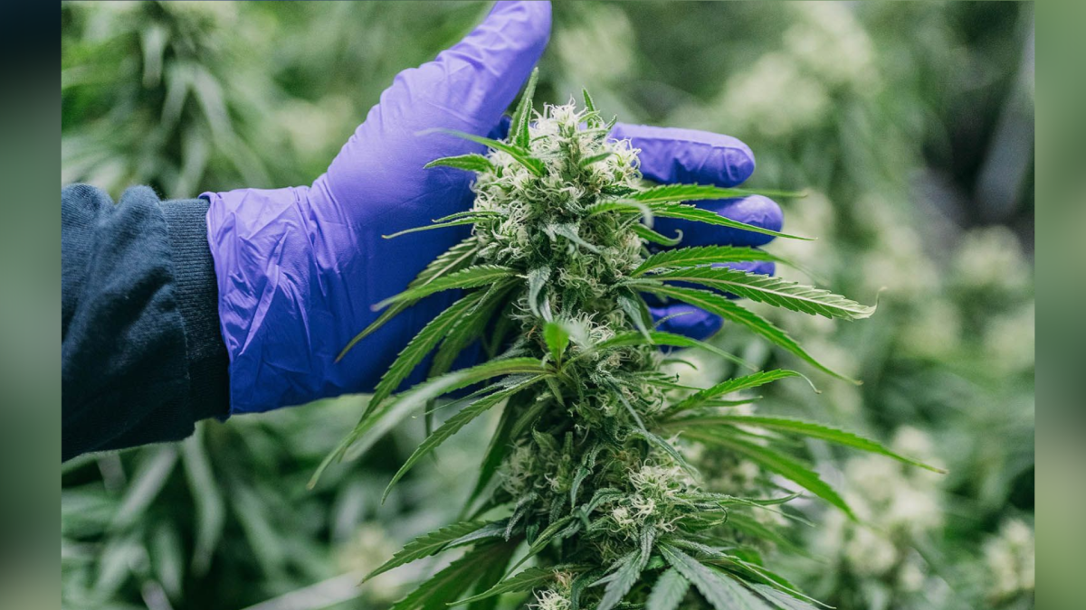 A 184-acre farm in Simcoe, Ontario is Canada's first cannabis producer permitted to sell at the farm gate.