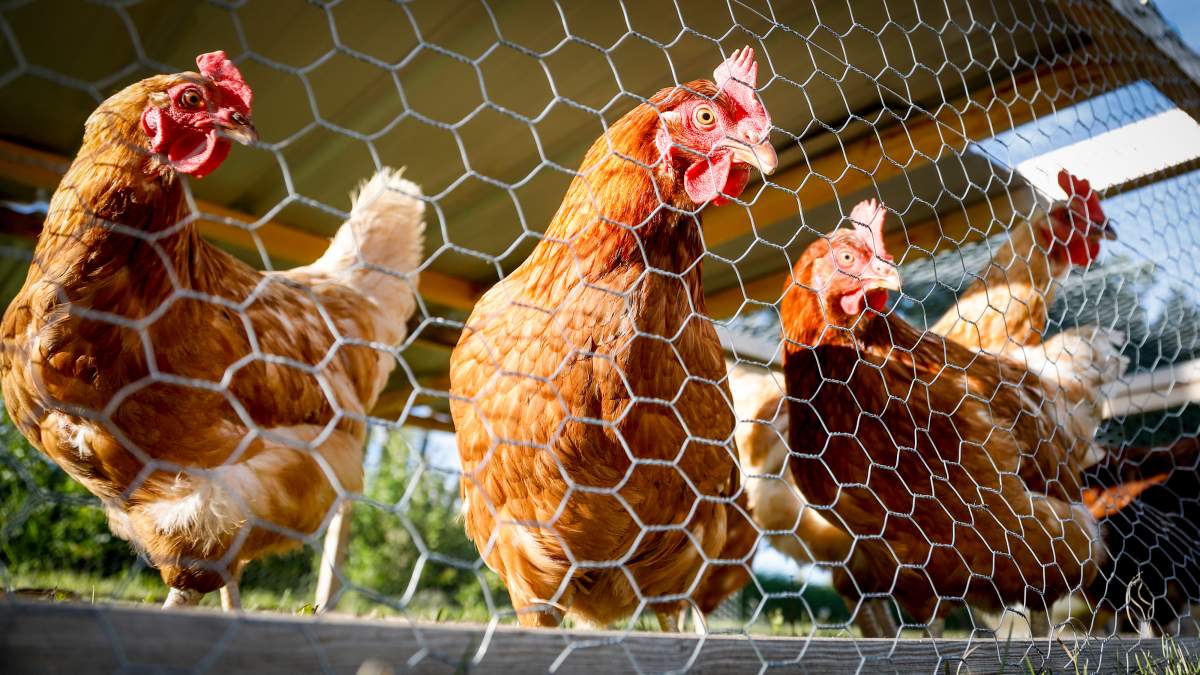 The H5N1 virus which is lethal to birds has been confirmed in two more small poultry flocks in B.C.