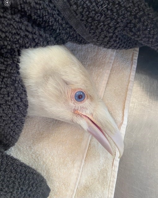 The rare white raven has been at the centre since last week.