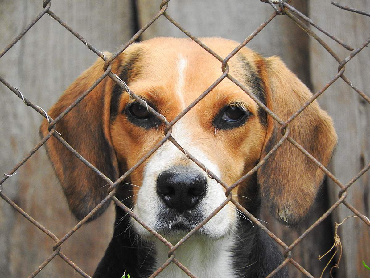 Beagle stock image (not actual picture of dogs taken).
