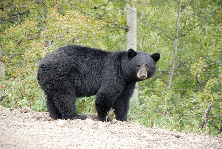 People are being urged to avoid the Kootowis Creek area near Tofino after a man had a close encounter with a black bear last week.