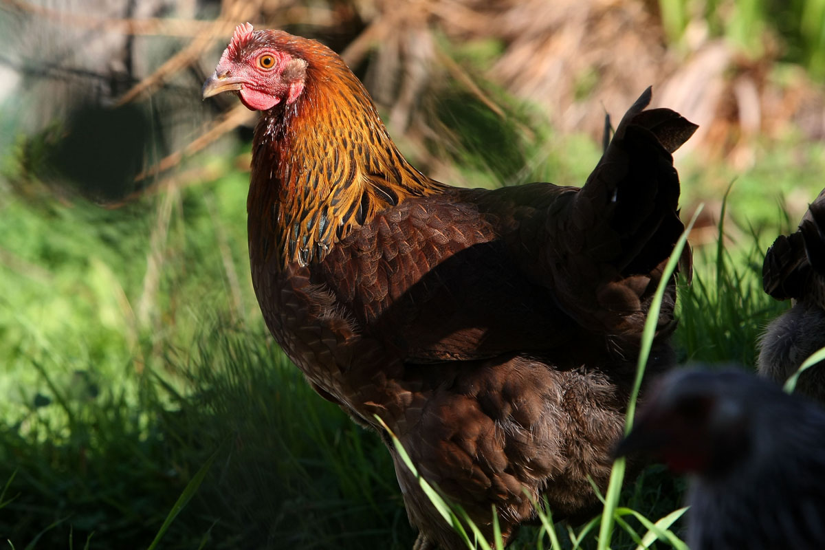 The strike has forced Quebec producers to send euthanized chickens either to waste sites or to a rendering plant, where they can be transformed into products not for human consumption.