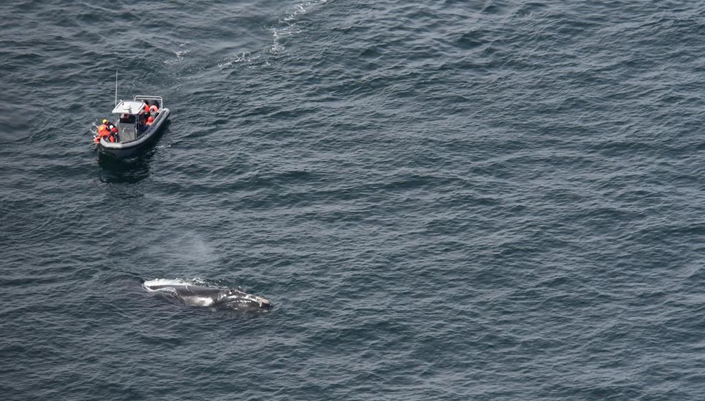 Campobello Whale Rescue Program members attempt to remove fishing gear from a North Atlantic right whale named Snow Cone in this handout image on Thursday, July 8, 2021. The New Brunswick-based whale-rescue team is dealing with two North Atlantic right whales in the Gulf of St. Lawrence that are entangled in fishing gear. THE CANADIAN PRESS/HO-Campobello Whale Rescue Program *MANDATORY CREDIT*.