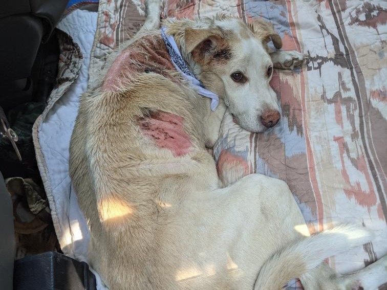 A photo of Tonnerre (Thunder in English) inside his owner’s vehicle.