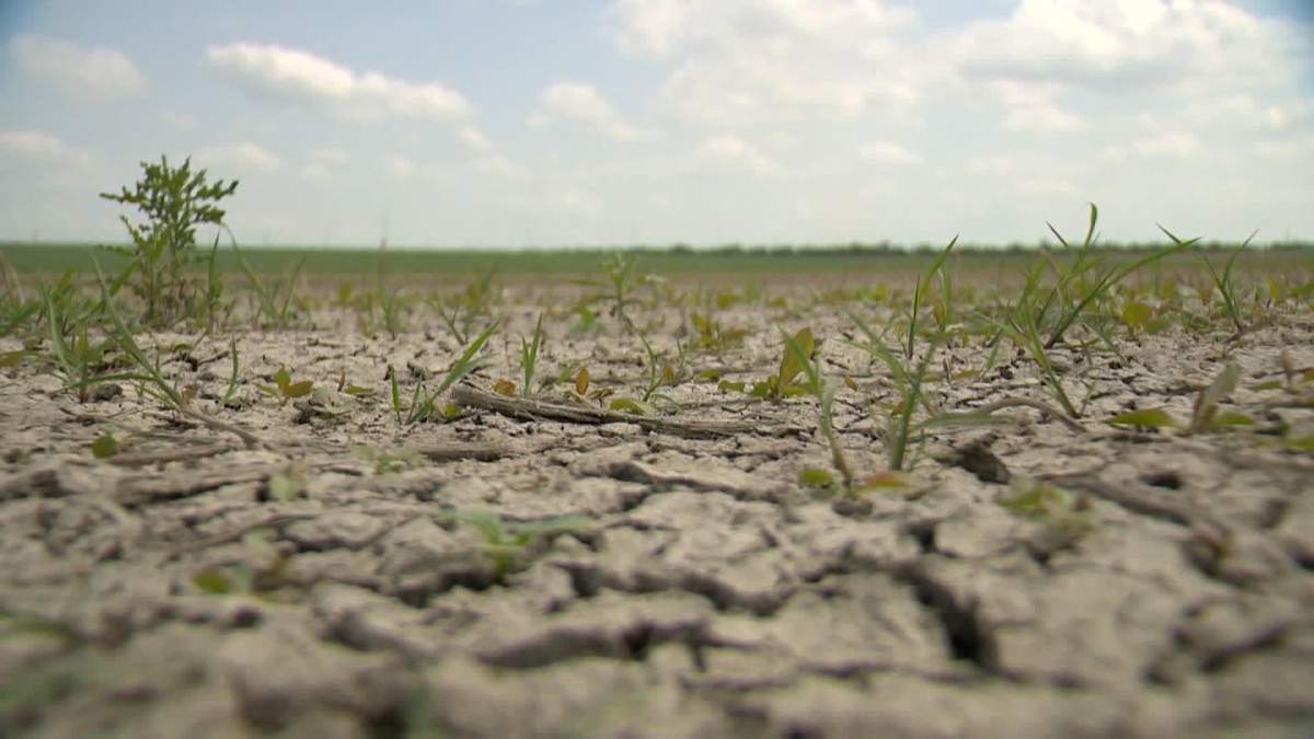 Saskatchewan Agriculture said estimated yields are expected to be well below average as heat, lack of moisture impacts crop conditions.