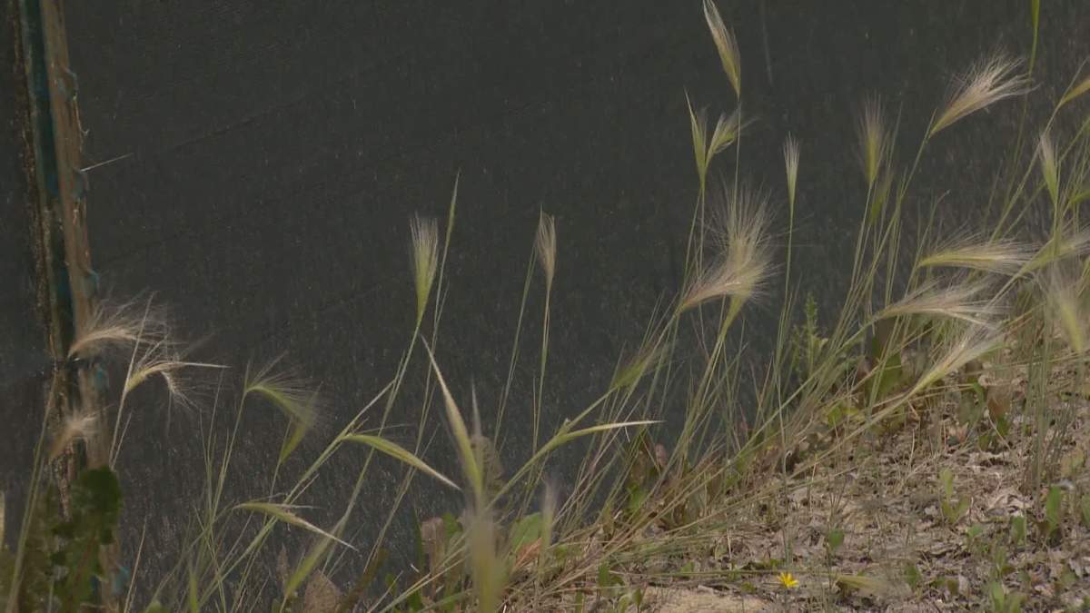Foxtail grass