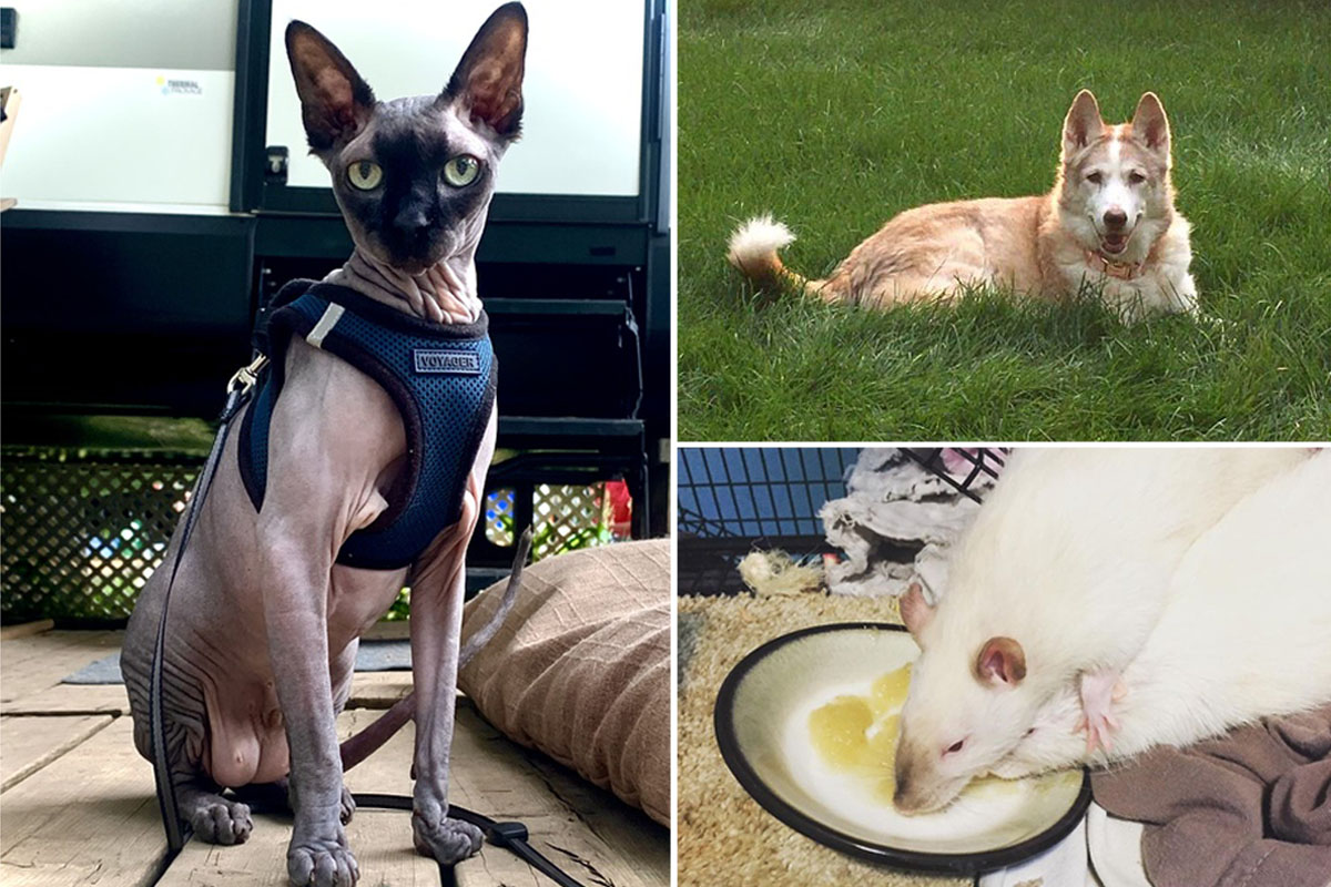 Fenwick, Pekoe, Peng Deilan and Avery Ho have all been entered into the contest.