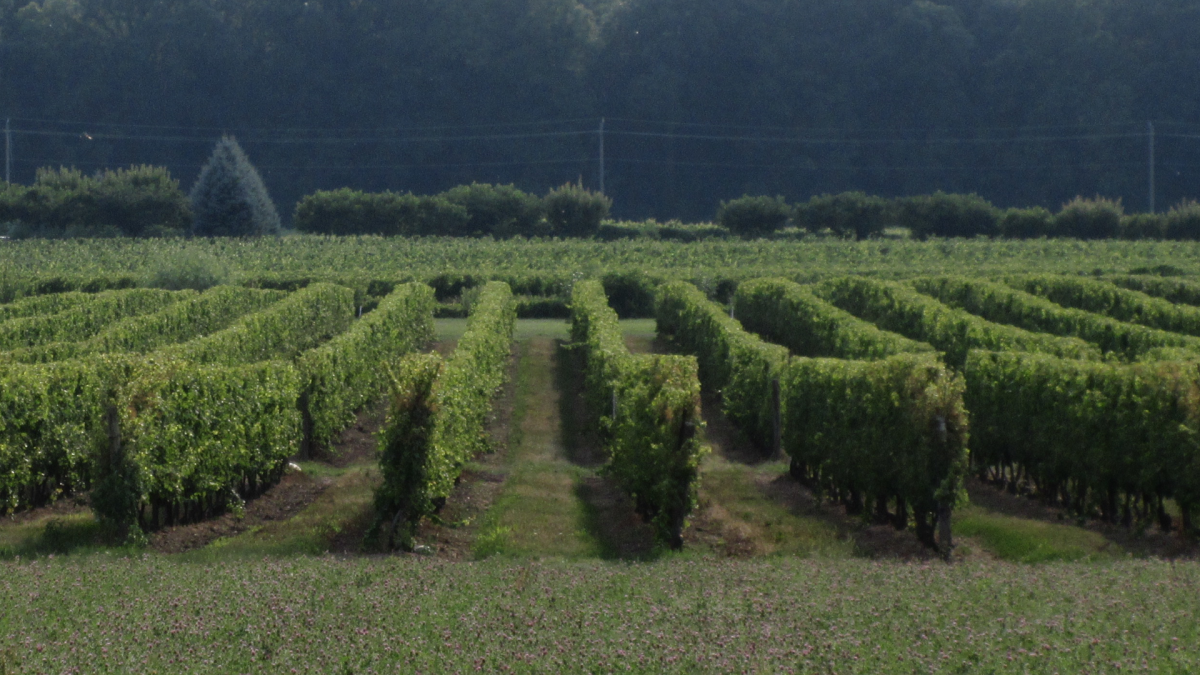 Ontario to deliver $10M pandemic relief program to wineries, cideries with on-site stores - image