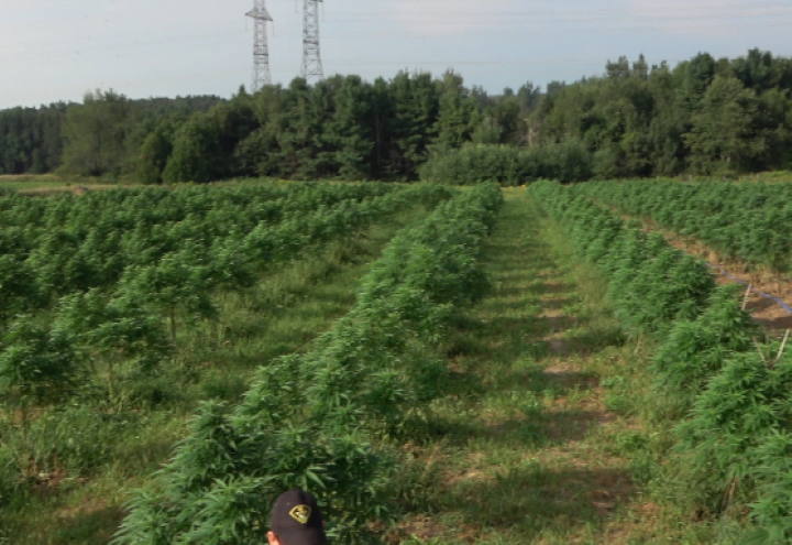 dufferin county illegal cannabis grow-op