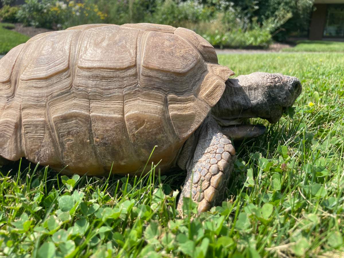 Gus the tortoise