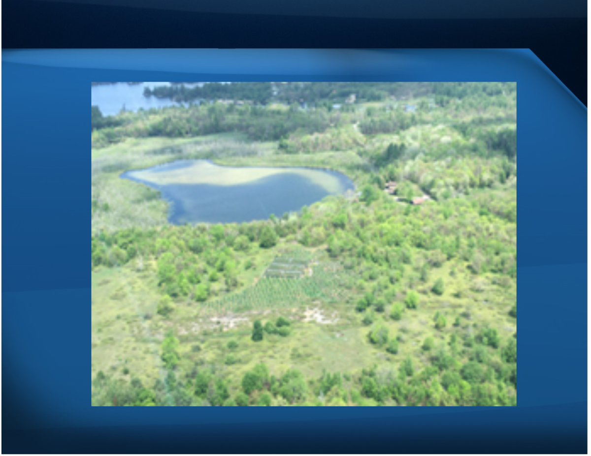 OPP seized nearly 1,000 marijuana plants from a property just east of Buckhorn in the Municipality of Trent Lakes.
