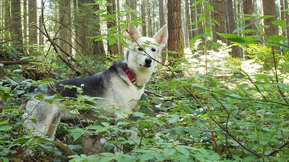 Kali