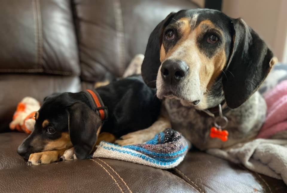 Haliburton Highlands OPP continue to investigate the shooting of two dogs — Hunter and three-month-old Nova — on a property near Haliburton on Oct. 21, 2021.
