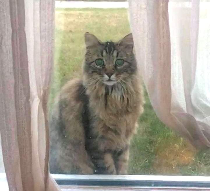 Maggie the cat, as spotted outside the house of the woman who eventually rescued her.