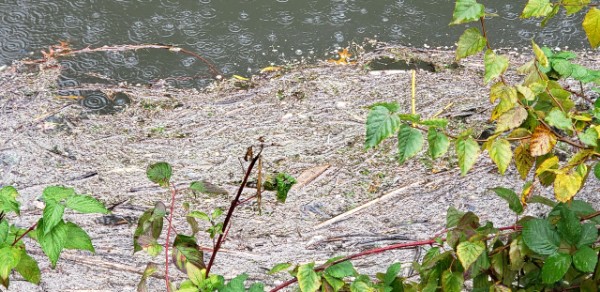 Plastic pellets seen in the Audley Canal.