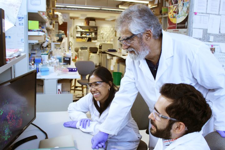 Dr. Michael Sefton and his team are researching a cell-based therapy to treat Type 1 diabetes