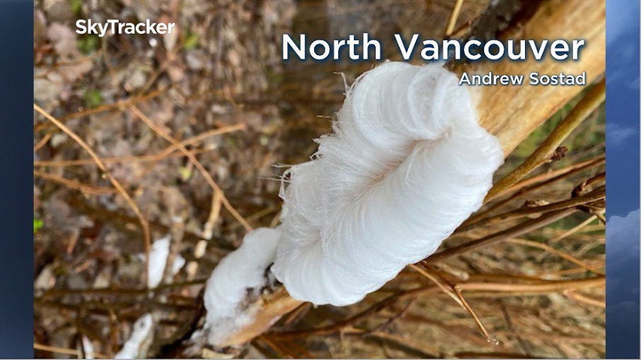 Frost Flowers