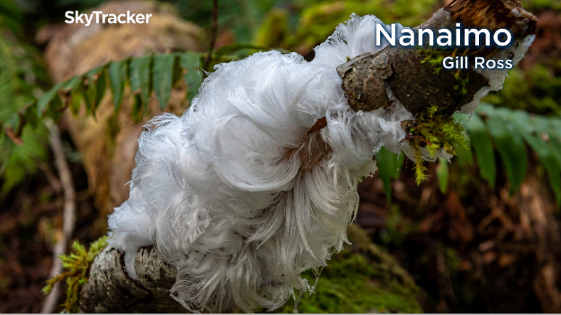 Frost Flower
