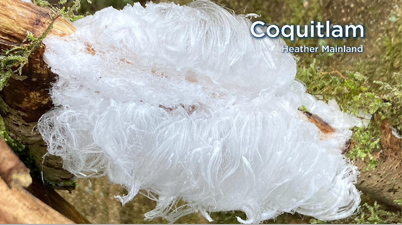 Frost Flower
