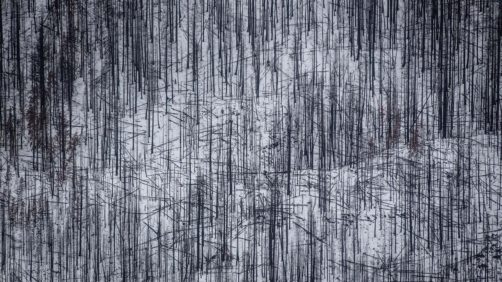 Trees burned in this summer’s wildfires are seen on a snow-covered mountainside along the Coquihalla Highway south of Merritt, B.C., in an aerial view from a Canadian Forces reconnaissance flight on Monday, Nov. 22, 2021.