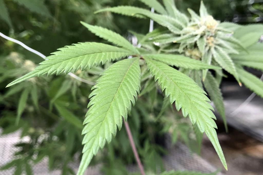 FILE - In this April 6, 2018 photo, are the leaves of a marijuana plant inside a cultivation greenhouse in Bernalillo, N.M. Hispanic farmers and rural residents in New Mexico are concerned legislation that would allow small cannabis producers to boost their plant counts by as much as fivefold lacks any provision to ensure the producers have valid water rights. (AP Photo/Susan Montoya Bryan, File).