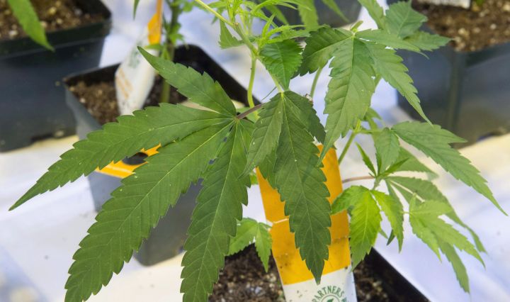 Aurora Cannabis